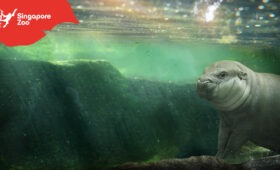 V singapurské zoo budou čistit vodu zařízení brněnského výrobce
